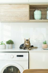 pexels-nacho-posse-2481684-10183617